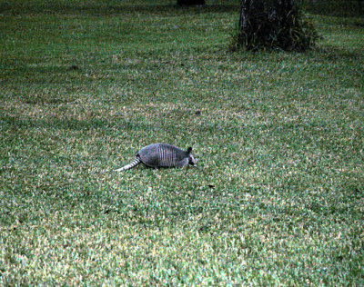 Armadillo.jpg