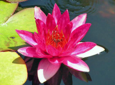 Beautiful flower at the Mission San Juan Capistrano