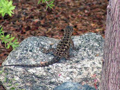 A visitor at the Mission San Juan Capistrano