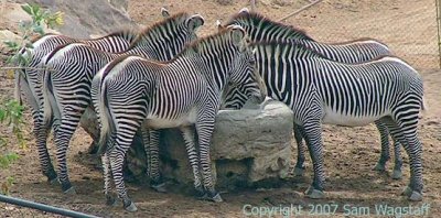 Zebras