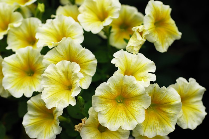 Petunia