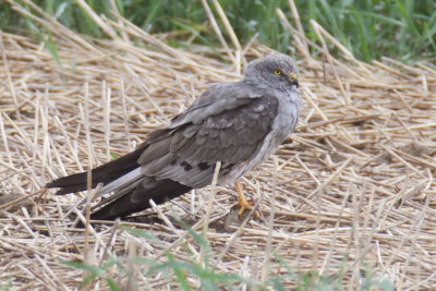 Montagu's harrier (circus pygargus), Montricher, Switzerland, May 2013