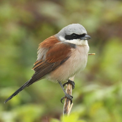 Red-backed shrike (lanius collurio), Aclens, Switzerland, May 2013