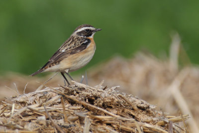 Whinchat (saxicola rubetra), Saint-Saphorin sur Morges, Switzerland, May 2013