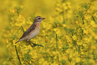 Whinchat (saxicola rubetra), Saint-Saphorin sur Morges, Switzerland, May 2013