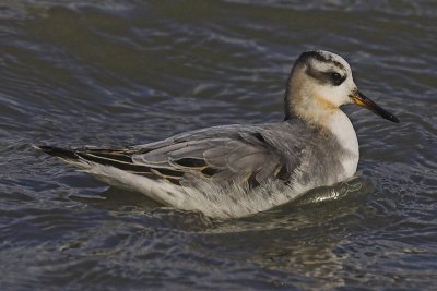 Grey phalarope, Yverdon, Switzerland, November 2005