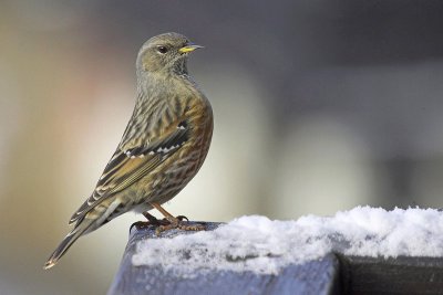 Alpine accentor (prunella collaris), Chandolin, Switzerland, January 2007