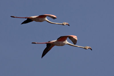 Greater flamingo, Gialova, Greece, September 2006