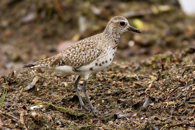 Grey plover, Prverenges, Switzerland, May 2007