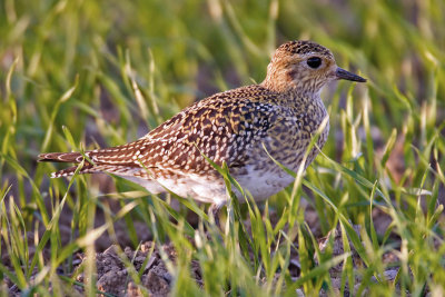 Golden plover, Echandens, Switzerland, November 2006