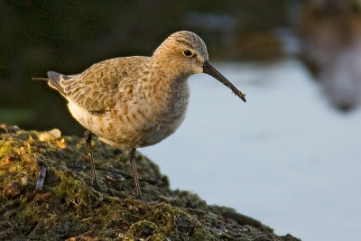 Curlew sandpiper, Prverenges, Switzerland , May 2007