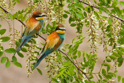 European bee-eater (merops apiaster), Penthaz, Switzerland, May 2006