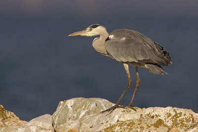 Grey heron, Portalban, Switzerland, November 2006