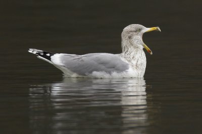 Herring gull (larus argentatus),  Biel/Bienne, Switzerland, December 2006