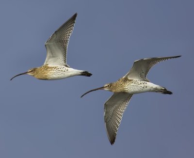 Curlew, Chablais de Cudrefin, Switzerland, November 2006