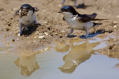 House martin, Ecublens, Switzerland, June 2006