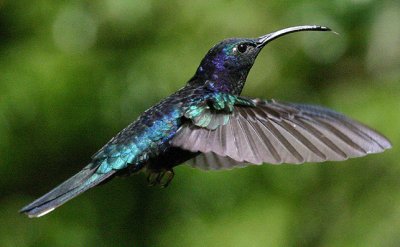 Violet sabrewing, Monteverde cloud forest, Costa Rica, February 2005