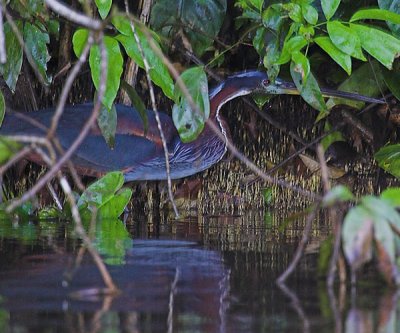 Agami heron, Lago Sandoval, Peru, February 2006