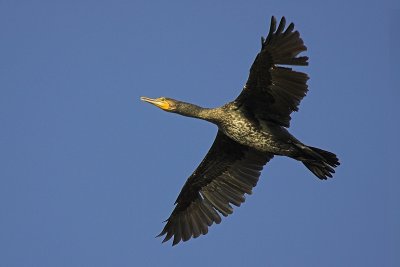 Great cormorant, Vidy, Switzerland, October 2006
