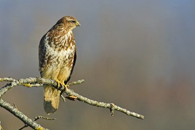 Common buzzard, Gollion, Switzerland, January 2007