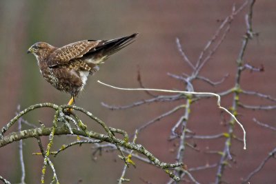Common buzzard, Gollion, Switzerland, January 2007