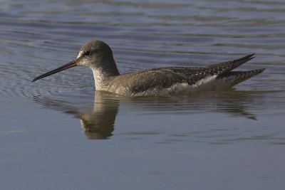 Spotted redshank, Chavornay, Switzerland, November 2006