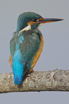 Kingfisher (alcedo atthis), Champ-Pittet, Switzerland, October 2006