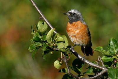 Common redstart, Leuk, Switzerland, August 2005