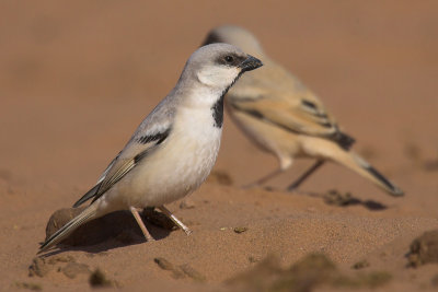 Desert sparrow (passer simplex), Hamada du Dra, Morocco, February 2007