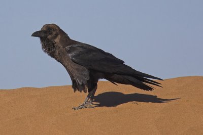 Brown-necked raven, Hamada du Drâa, Morocco, February 2007