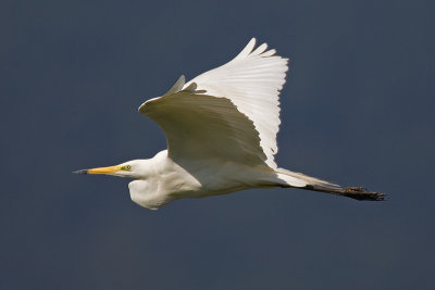 Great white egret, Fanel, Switzerland, June 2007