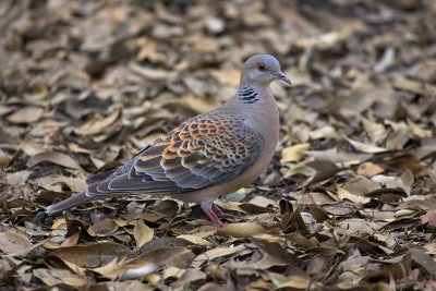 Oriental turtle dove (Streptopelia orientalis) ɽ