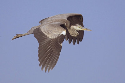 Grey heron, Prverenges, Switzerland, July 2007