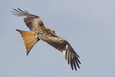 Red kite, Chrümmi, Switzerland, May 2007