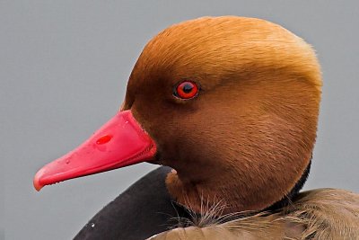 Red-crested pochard (netta rufina), Morges, Switzerland, February 2006