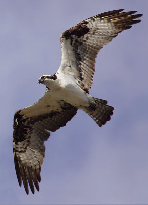 Osprey, Midway Geyser Basin (YNP, WY), USA, September 2007