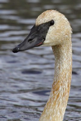 Trumpeter swan, Jackson Hole (WY), USA, September 2007