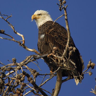 Bald eagle, Yellowstone Lake (YNP, WY), USA, September 2007