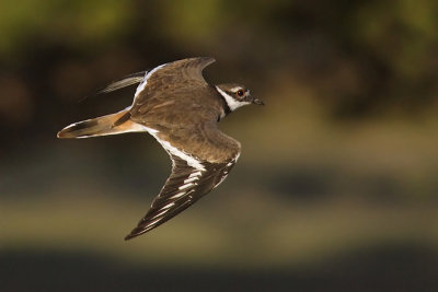 Kildeer, Cedar Lodge (BLNP, SD), USA, September 2007