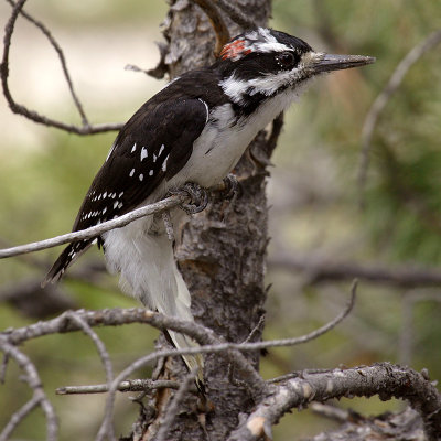 Hairy woodpecker, Old Faithful (YNP, WY), USA, September 2007