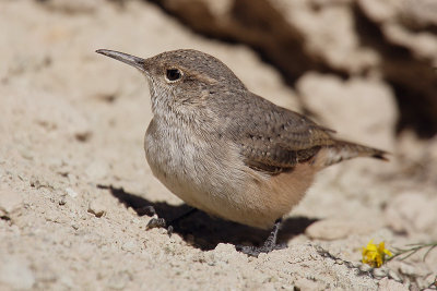 Rock wren, Saddle Pass (BLNP, SD), USA, September 2007