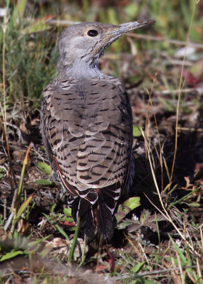 Northern flicker (red-shafted), Yellowstone Lake (YNP, WY), USA
