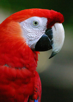 Scarlet macaw, Rio Tarcoles, Costa Rica, February 2005