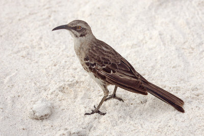 Hood mockingbird, Isla Espaola (Galapagos), Ecuador, March 2006