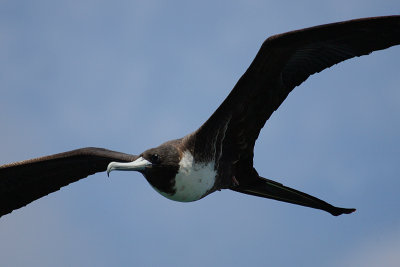 Magnificent frigate bird, Isla Floreana (Galapagos), Ecuador, March 2006