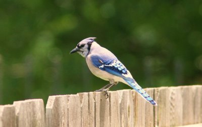 BackyardBluejay.JPG