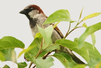 Sparrow1.JPG