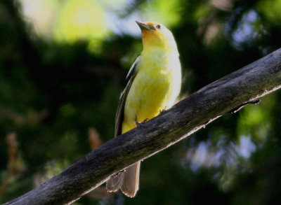 WesternTanager.jpg