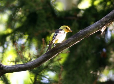 WesternTanager2.jpg