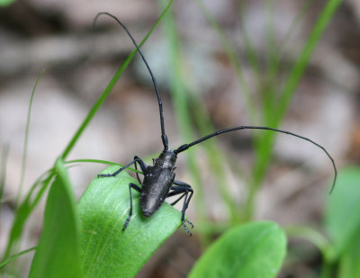 AndTheyFlyandBite.jpg